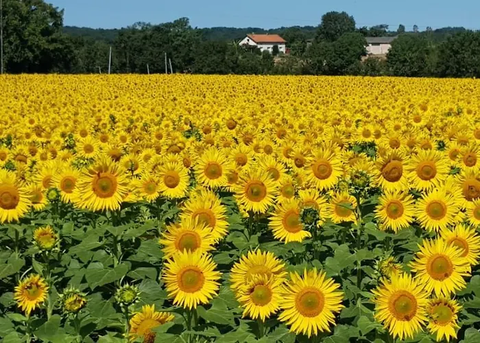 Oda ve Kahvaltı Les Grands Bois Badefols-sur-Dordogne